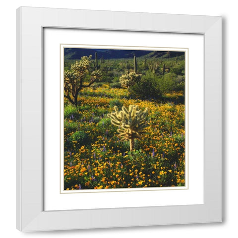 Arizona, Organ Pipe Cactus NM flowers and cacti White Modern Wood Framed Art Print with Double Matting by Talbot Frank, Christopher