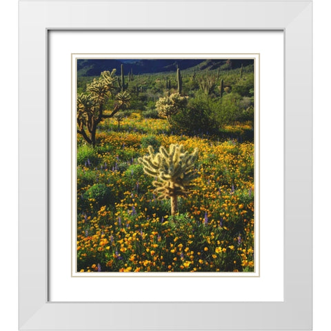 Arizona, Organ Pipe Cactus NM flowers and cacti White Modern Wood Framed Art Print with Double Matting by Talbot Frank, Christopher