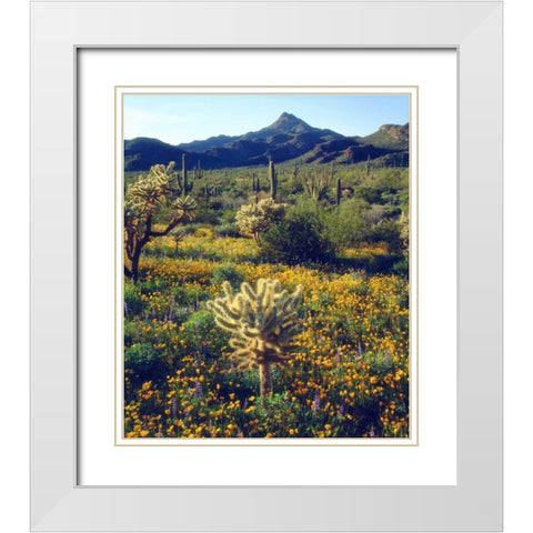 Arizona, Organ Pipe Cactus NM flowers and cacti White Modern Wood Framed Art Print with Double Matting by Talbot Frank, Christopher