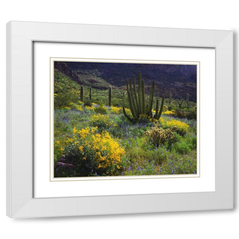 Arizona, Organ Pipe Cactus NM flowers and cacti White Modern Wood Framed Art Print with Double Matting by Talbot Frank, Christopher