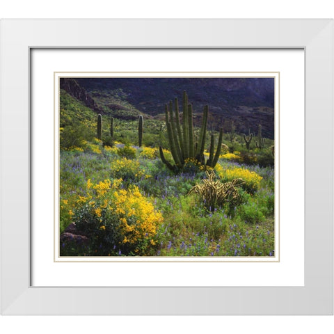 Arizona, Organ Pipe Cactus NM flowers and cacti White Modern Wood Framed Art Print with Double Matting by Talbot Frank, Christopher