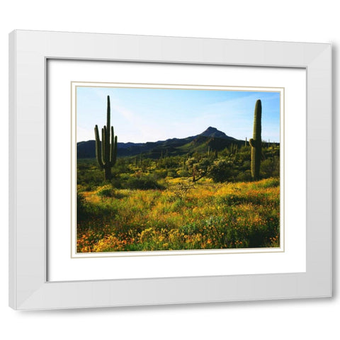 Arizona, Organ Pipe Cactus NM flowers and cacti White Modern Wood Framed Art Print with Double Matting by Talbot Frank, Christopher
