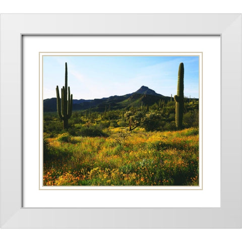 Arizona, Organ Pipe Cactus NM flowers and cacti White Modern Wood Framed Art Print with Double Matting by Talbot Frank, Christopher