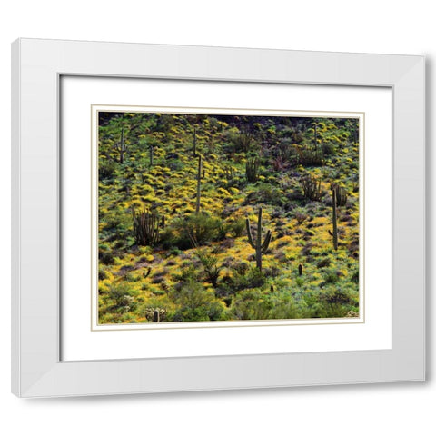 Arizona, Organ Pipe Cactus NM flowers and cacti White Modern Wood Framed Art Print with Double Matting by Talbot Frank, Christopher