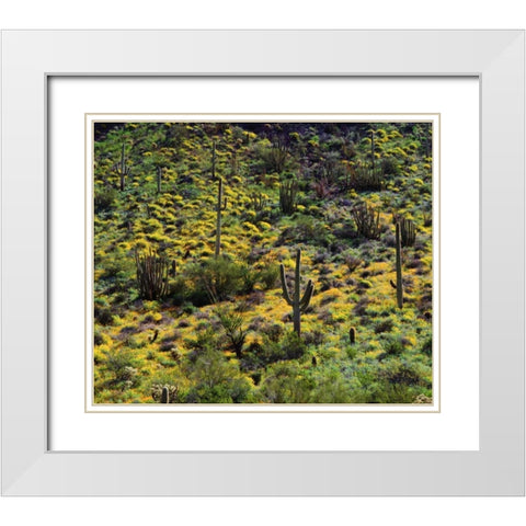 Arizona, Organ Pipe Cactus NM flowers and cacti White Modern Wood Framed Art Print with Double Matting by Talbot Frank, Christopher