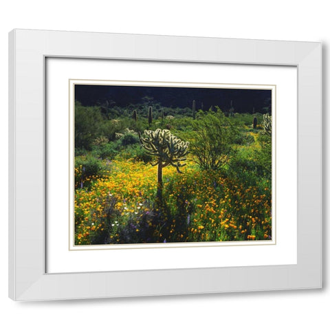 Arizona, Organ Pipe Cactus NM flowers and cacti White Modern Wood Framed Art Print with Double Matting by Talbot Frank, Christopher