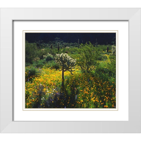 Arizona, Organ Pipe Cactus NM flowers and cacti White Modern Wood Framed Art Print with Double Matting by Talbot Frank, Christopher