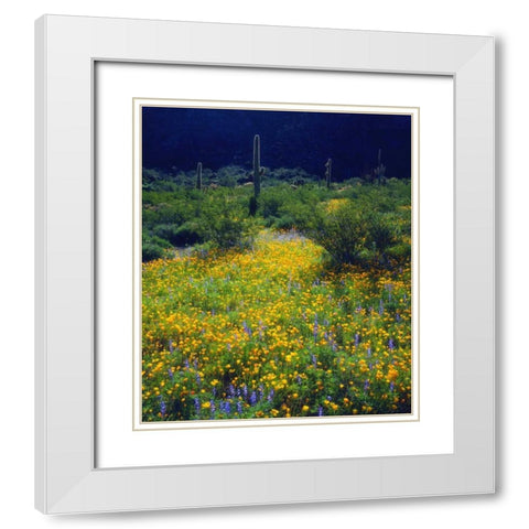AZ, Organ Pipe Cactus NM flowers and Saguaro White Modern Wood Framed Art Print with Double Matting by Talbot Frank, Christopher