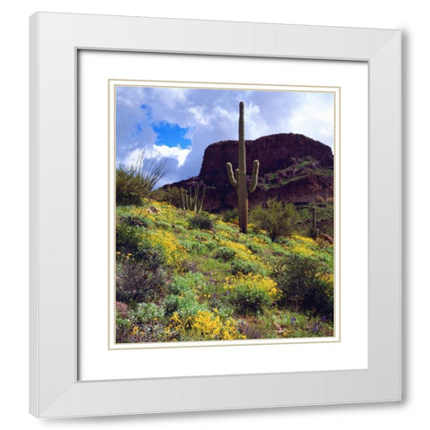 Arizona, Organ Pipe Cactus NM flowers and cacti White Modern Wood Framed Art Print with Double Matting by Talbot Frank, Christopher