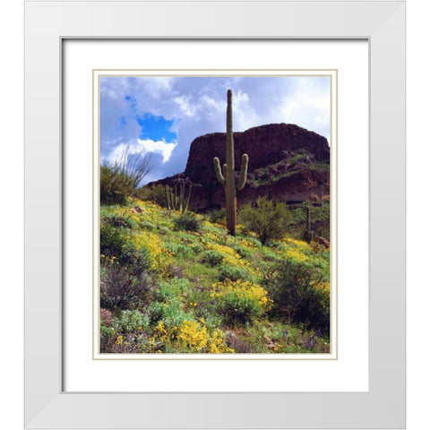 Arizona, Organ Pipe Cactus NM flowers and cacti White Modern Wood Framed Art Print with Double Matting by Talbot Frank, Christopher