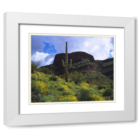 Arizona, Saguaro Cacti in Organ Pipe Cactus NM White Modern Wood Framed Art Print with Double Matting by Talbot Frank, Christopher