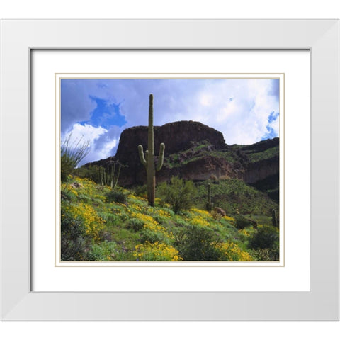 Arizona, Saguaro Cacti in Organ Pipe Cactus NM White Modern Wood Framed Art Print with Double Matting by Talbot Frank, Christopher