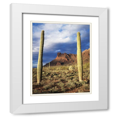 Arizona, Saguaro Cacti in Organ Pipe Cactus NM White Modern Wood Framed Art Print with Double Matting by Talbot Frank, Christopher