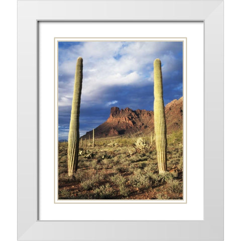 Arizona, Saguaro Cacti in Organ Pipe Cactus NM White Modern Wood Framed Art Print with Double Matting by Talbot Frank, Christopher