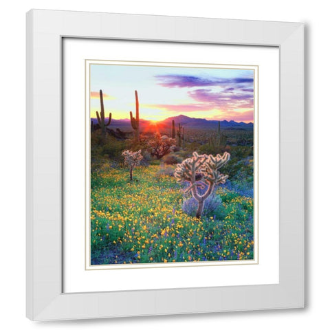 AZ, Organ Pipe Cactus NP, Flowers and cacti White Modern Wood Framed Art Print with Double Matting by Talbot Frank, Christopher