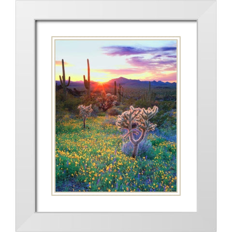 AZ, Organ Pipe Cactus NP, Flowers and cacti White Modern Wood Framed Art Print with Double Matting by Talbot Frank, Christopher