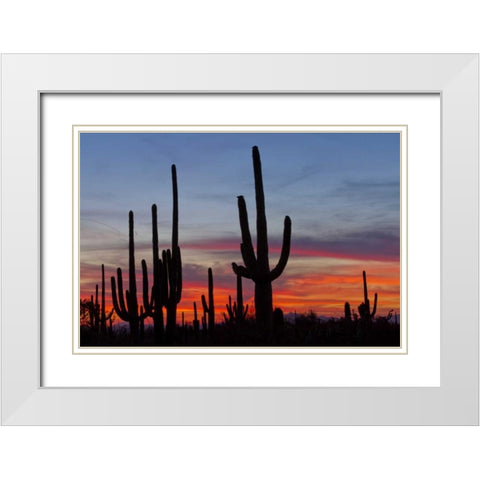 AZ, Sonoran Desert Saguaro cacti and sunset White Modern Wood Framed Art Print with Double Matting by Illg, Cathy and Gordon