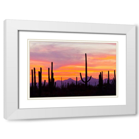 AZ, Sonoran Desert Saguaro cactus at sunset White Modern Wood Framed Art Print with Double Matting by Illg, Cathy and Gordon