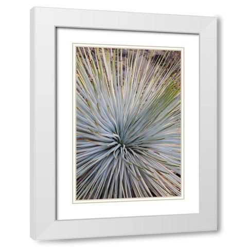 Arizona, Grand Canyon NP Whipples yucca plant White Modern Wood Framed Art Print with Double Matting by Grall, Don
