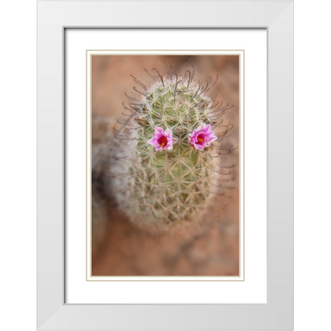 AZ, Grand Canyon, Fishhook cactus with flowers White Modern Wood Framed Art Print with Double Matting by Grall, Don