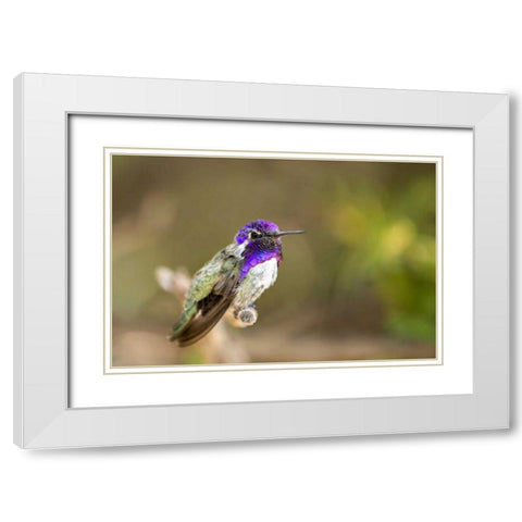 AZ, Tucson Costas hummingbird perched on twig White Modern Wood Framed Art Print with Double Matting by Kaveney, Wendy