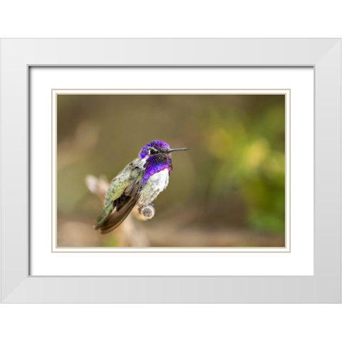 AZ, Tucson Costas hummingbird perched on twig White Modern Wood Framed Art Print with Double Matting by Kaveney, Wendy