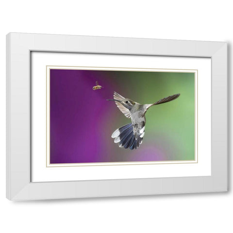 AZ, Madera Canyon Magnificent hummingbird White Modern Wood Framed Art Print with Double Matting by Kaveney, Wendy