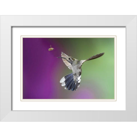 AZ, Madera Canyon Magnificent hummingbird White Modern Wood Framed Art Print with Double Matting by Kaveney, Wendy