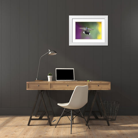 AZ, Madera Canyon Male blue-throated hummingbird White Modern Wood Framed Art Print with Double Matting by Kaveney, Wendy