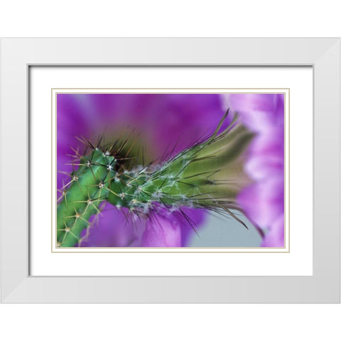 USA, Arizona Cactus with blossom in spring White Modern Wood Framed Art Print with Double Matting by Rotenberg, Nancy