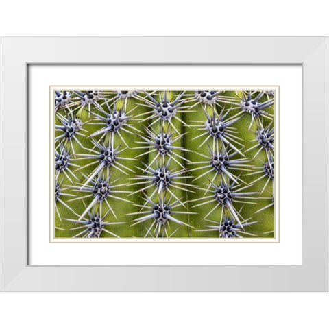 USA, Arizona, Tucson Close-up of a barrel cactus White Modern Wood Framed Art Print with Double Matting by Paulson, Don