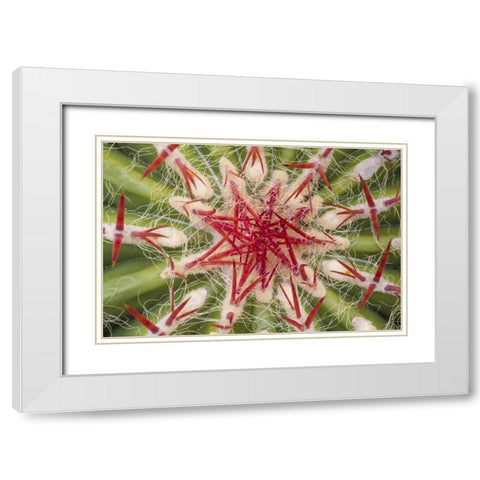 Arizona, Tucson Close-up of cactus and thorns White Modern Wood Framed Art Print with Double Matting by Paulson, Don
