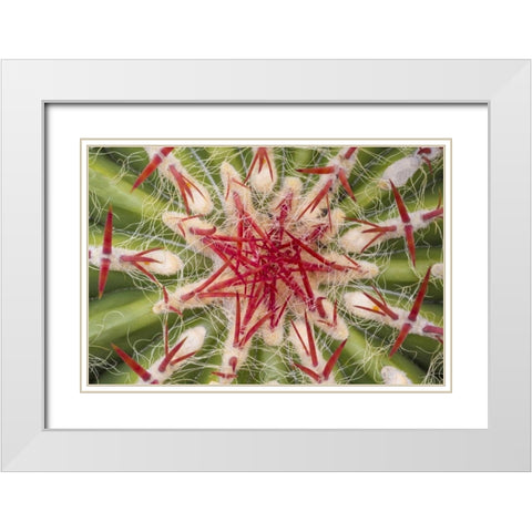 Arizona, Tucson Close-up of cactus and thorns White Modern Wood Framed Art Print with Double Matting by Paulson, Don