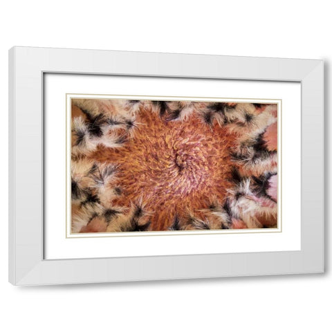 USA, Arizona, Tucson Close-up of a Protea bloom White Modern Wood Framed Art Print with Double Matting by Paulson, Don