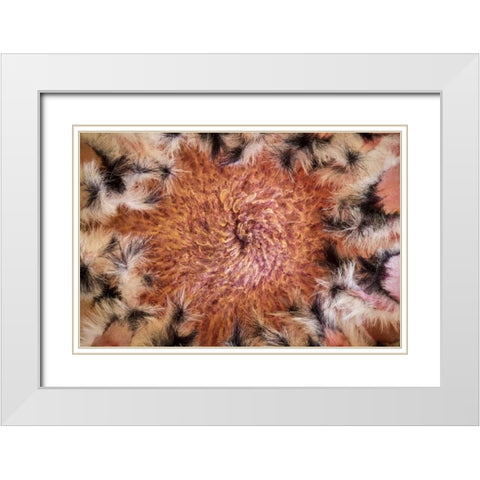 USA, Arizona, Tucson Close-up of a Protea bloom White Modern Wood Framed Art Print with Double Matting by Paulson, Don