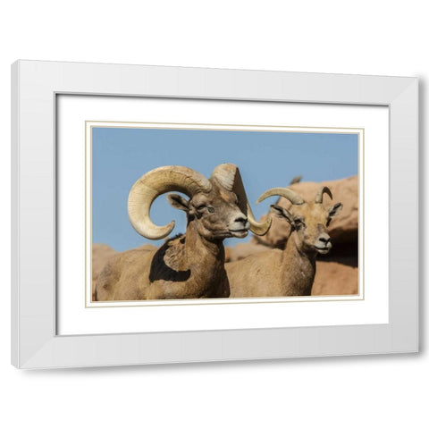 Arizona, Sonoran Desert Desert bighorns White Modern Wood Framed Art Print with Double Matting by Illg, Cathy and Gordon