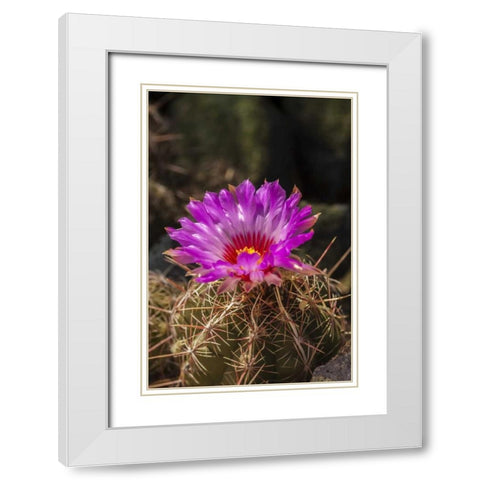 Arizona, Sonoran Desert Cactus blossom close-up White Modern Wood Framed Art Print with Double Matting by Illg, Cathy and Gordon