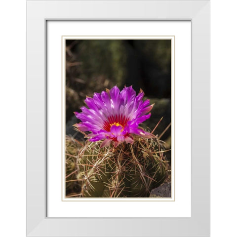 Arizona, Sonoran Desert Cactus blossom close-up White Modern Wood Framed Art Print with Double Matting by Illg, Cathy and Gordon