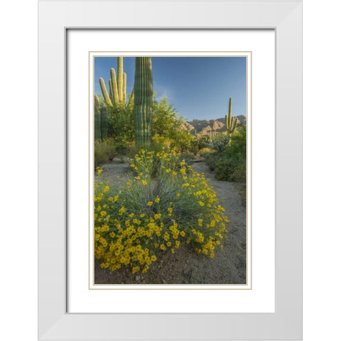 Arizona, Coronado NF Saguaros and paper flowers White Modern Wood Framed Art Print with Double Matting by Illg, Cathy and Gordon