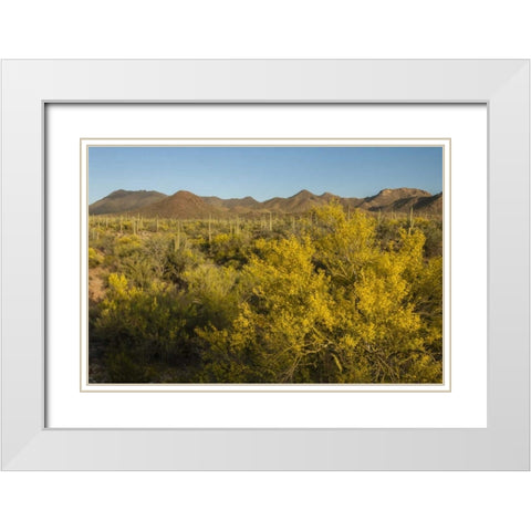 USA, Arizona, Saguaro NP Desert landscape White Modern Wood Framed Art Print with Double Matting by Illg, Cathy and Gordon