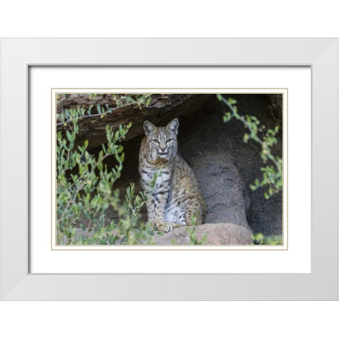 USA, Arizona Bobcat sitting under shelter White Modern Wood Framed Art Print with Double Matting by Illg, Cathy and Gordon