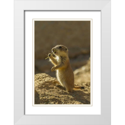 AZ, Sonoran Desert Black-tailed prairie dog pup White Modern Wood Framed Art Print with Double Matting by Illg, Cathy and Gordon