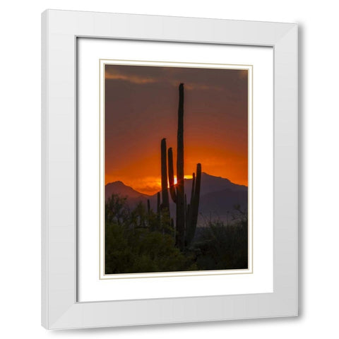 Arizona, Saguaro NP Sunset on desert landscape White Modern Wood Framed Art Print with Double Matting by Illg, Cathy and Gordon