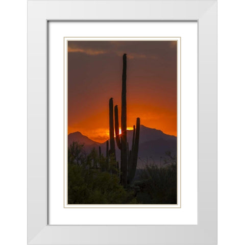 Arizona, Saguaro NP Sunset on desert landscape White Modern Wood Framed Art Print with Double Matting by Illg, Cathy and Gordon