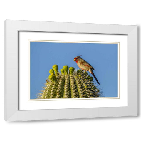 Arizona, Sonoran Desert Pyrrhuloxia on saguaro White Modern Wood Framed Art Print with Double Matting by Illg, Cathy and Gordon