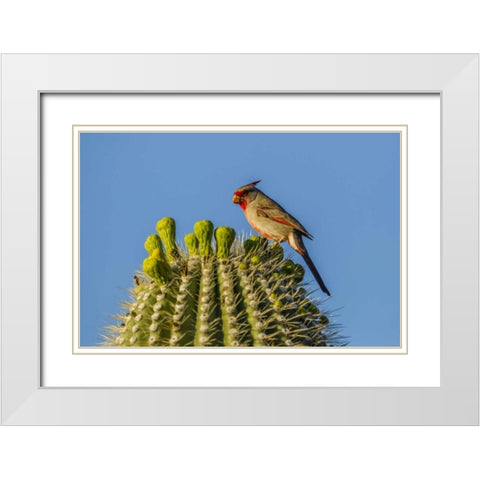 Arizona, Sonoran Desert Pyrrhuloxia on saguaro White Modern Wood Framed Art Print with Double Matting by Illg, Cathy and Gordon
