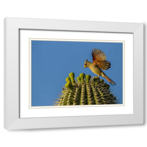AZ, Sonoran Desert Pyrrhuloxia on saguaro buds White Modern Wood Framed Art Print with Double Matting by Illg, Cathy and Gordon