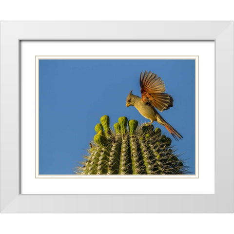 AZ, Sonoran Desert Pyrrhuloxia on saguaro buds White Modern Wood Framed Art Print with Double Matting by Illg, Cathy and Gordon