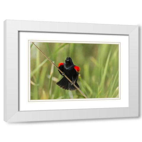 AZ, Sonoran Desert Red-winged blackbird calling White Modern Wood Framed Art Print with Double Matting by Illg, Cathy and Gordon