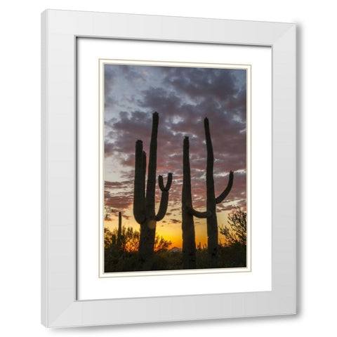 Arizona, Saguaro NP Sunset on desert landscape White Modern Wood Framed Art Print with Double Matting by Illg, Cathy and Gordon